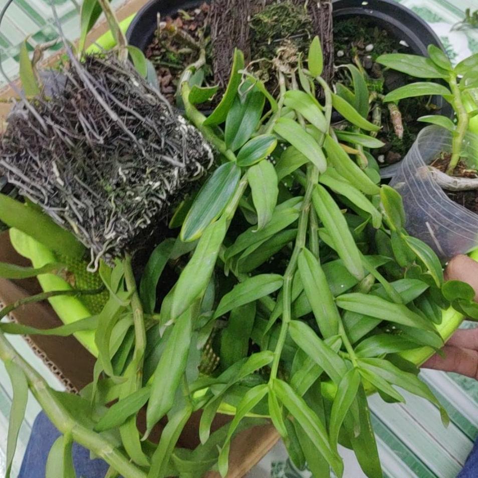 Lan Giả Hạc Bảng Lớn nhiều thân, Mầm năm 2, Thân to đẹp, Hoa xổ số