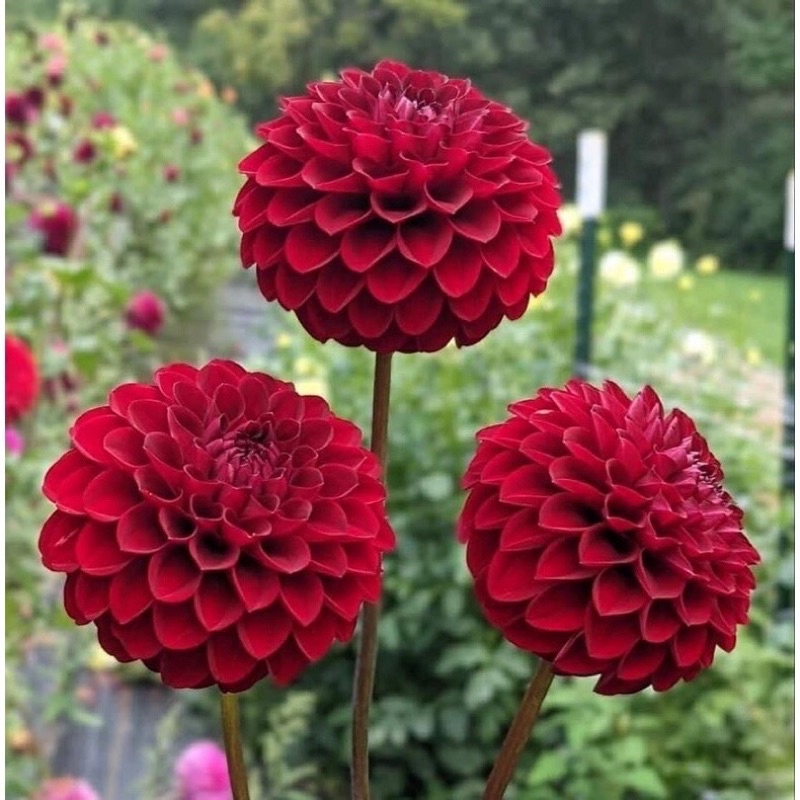 Củ hoa thược dược tổ ong
