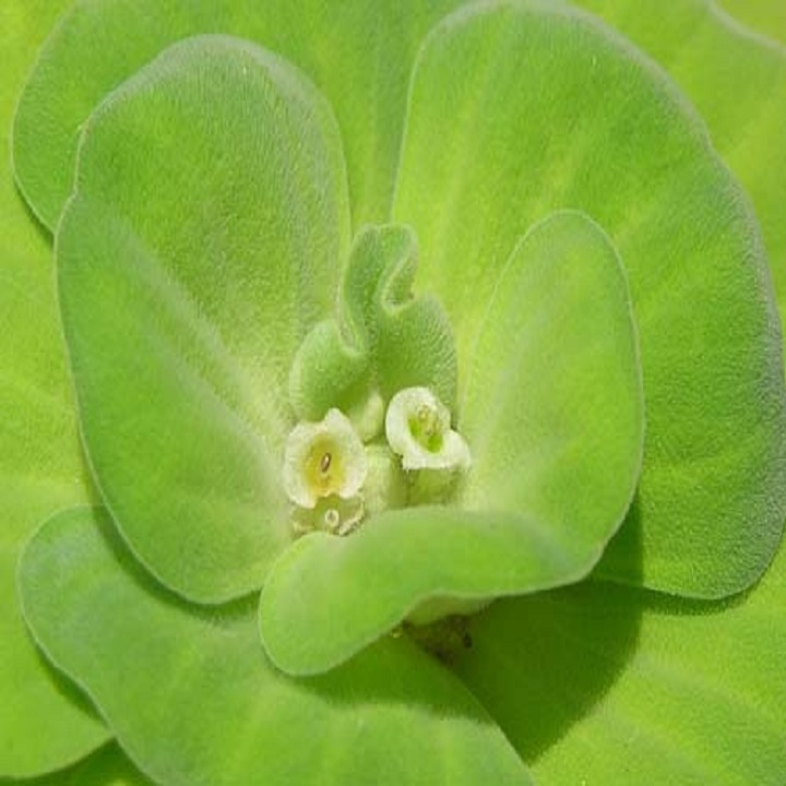 Cây giống bèo hoa dâu