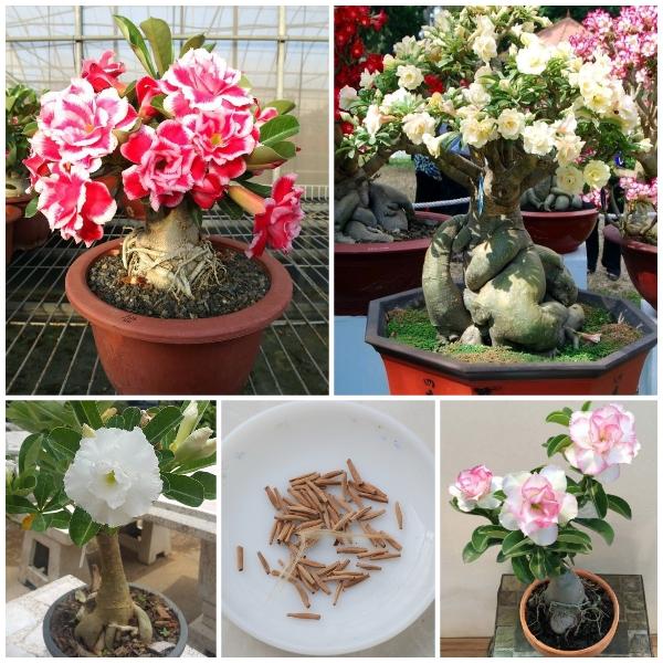 [Mới] - Hạt giống hoa sứ thái kép