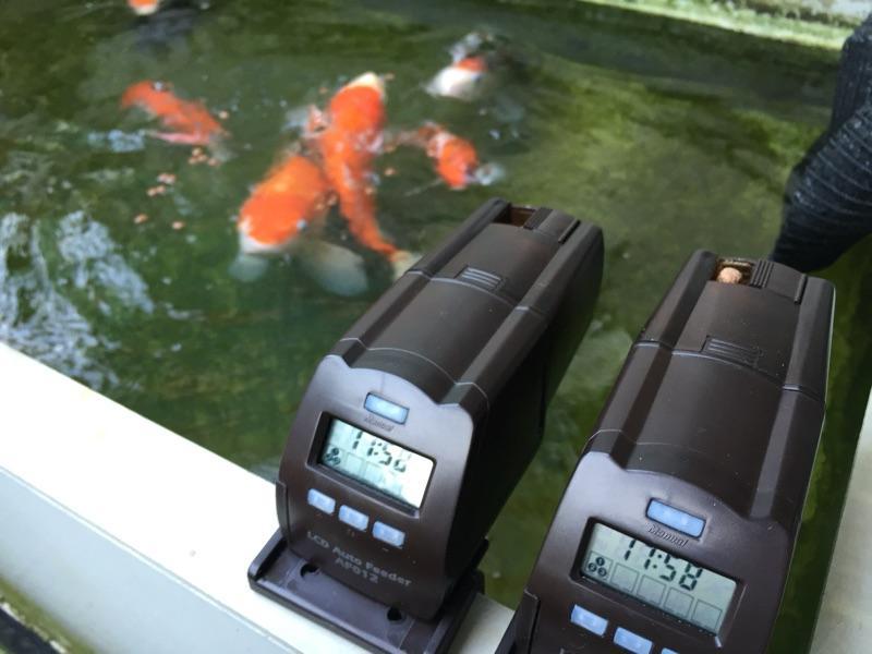 Máy cho cá ăn tự động Dophin AF 012