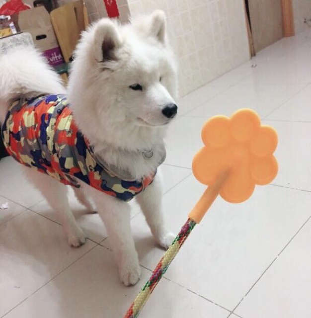 Roi huấn luyện cún cưng👍🏻😉
