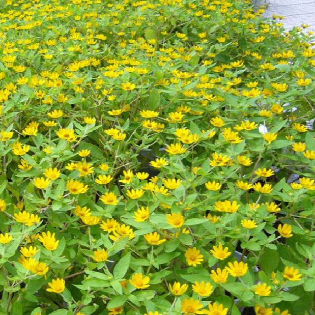 Hạt giống hoa cúc mặt trời -gói 50 hạt