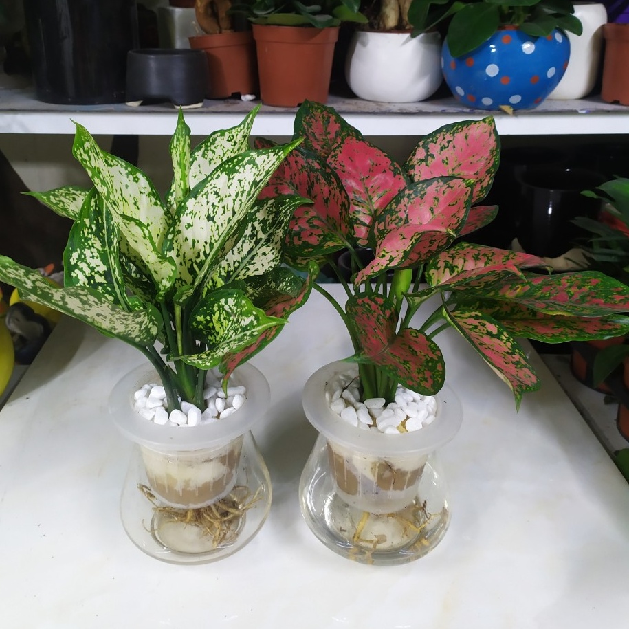 Ngọc Ngân Vạn Lộc Thủy Sinh