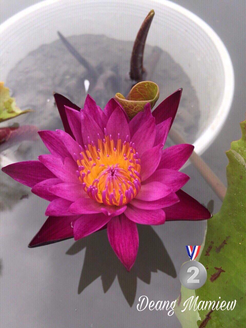 ( RẺ VÔ ĐỊCH)- Cây hoa súng Thái Đỏ tía mamiew