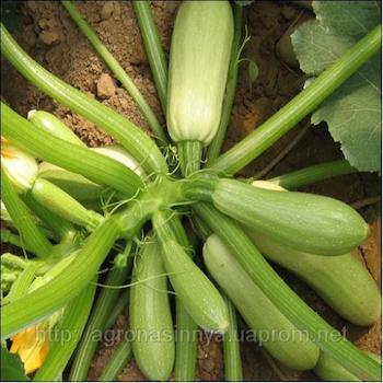 Hạt giống bí ngòi xanh 2gr/gói