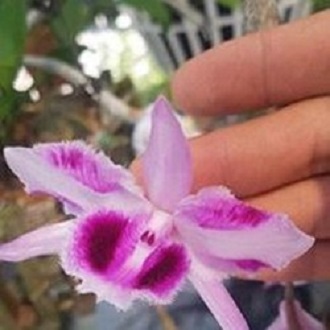 Hoa phong lan phi điệp - 6 mắt thái bình( cây cao 15cm )