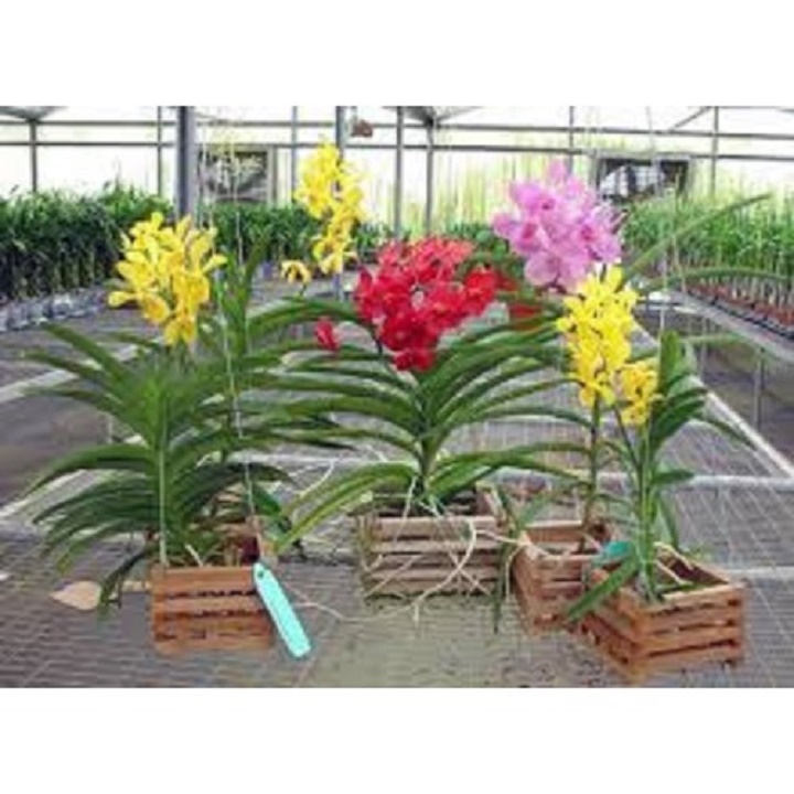 cây giống lan vanda, hàng nhập thái lan, đủ màu