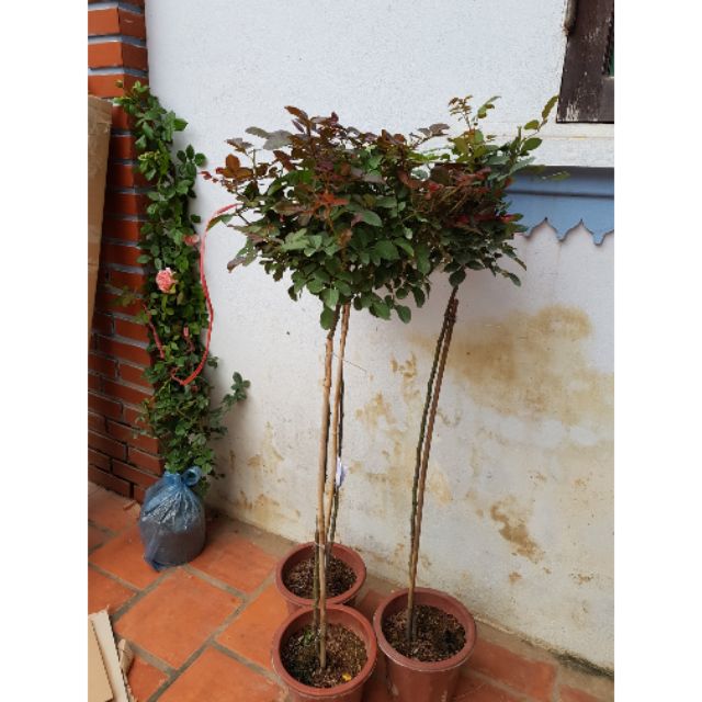 Cây hoa hồng thân gỗ ( tree rose cực đẹp )