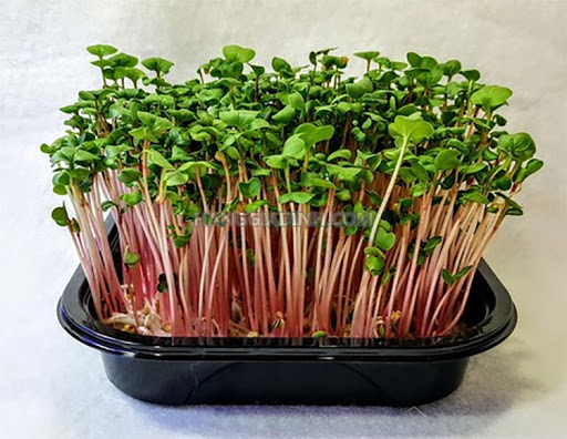 Hạt giống mầm củ cải đỏ Italy gói 100gr