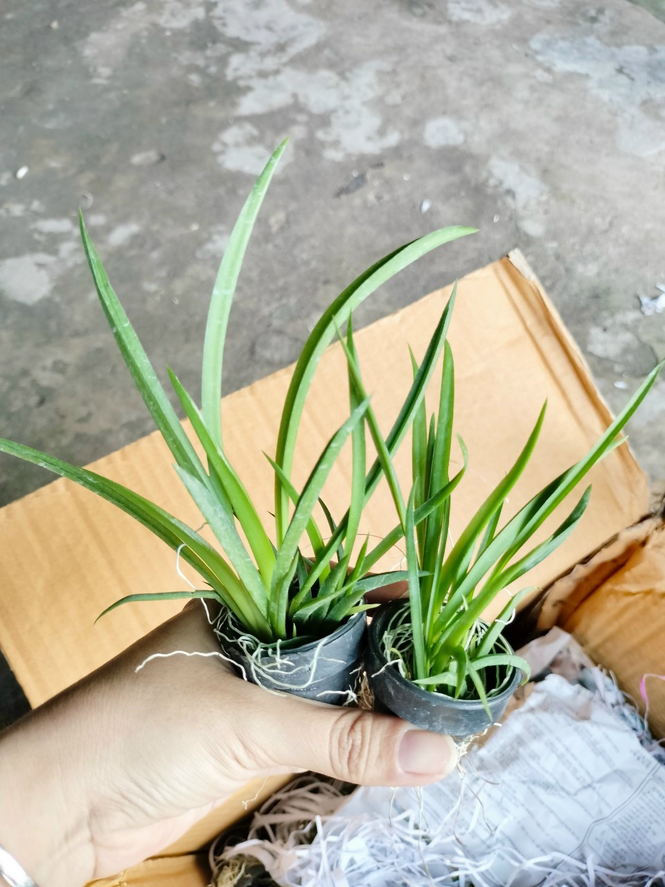 Hoa Lan Vũ Nữ Bút Chì trứng cút, cây cao 7- 10cm