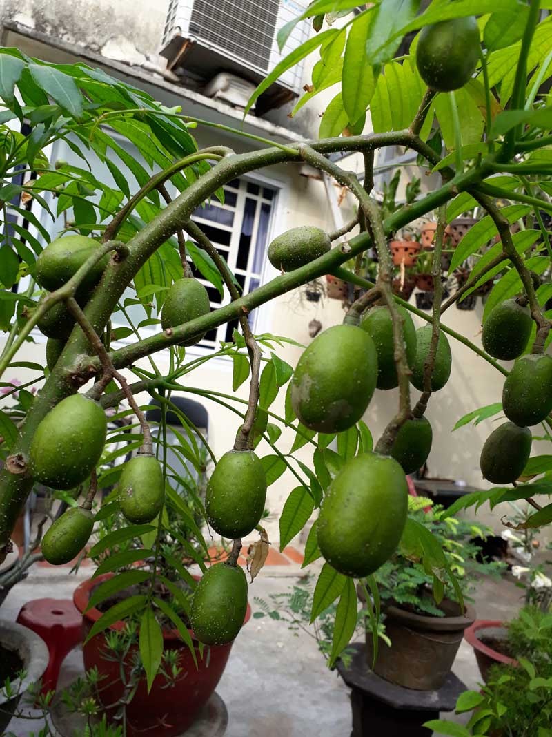 cây cóc bao tử thái lan