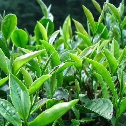 Trà Tân Cương Thái Nguyên ( 01 gói x 500 gam )