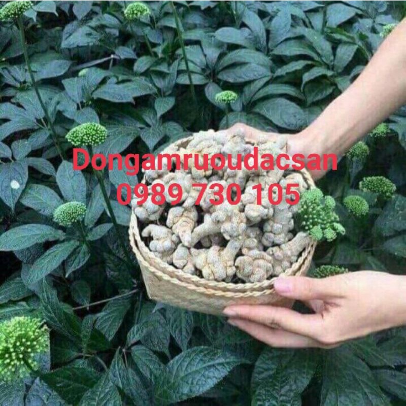 Củ tam thất bắc khô 500G