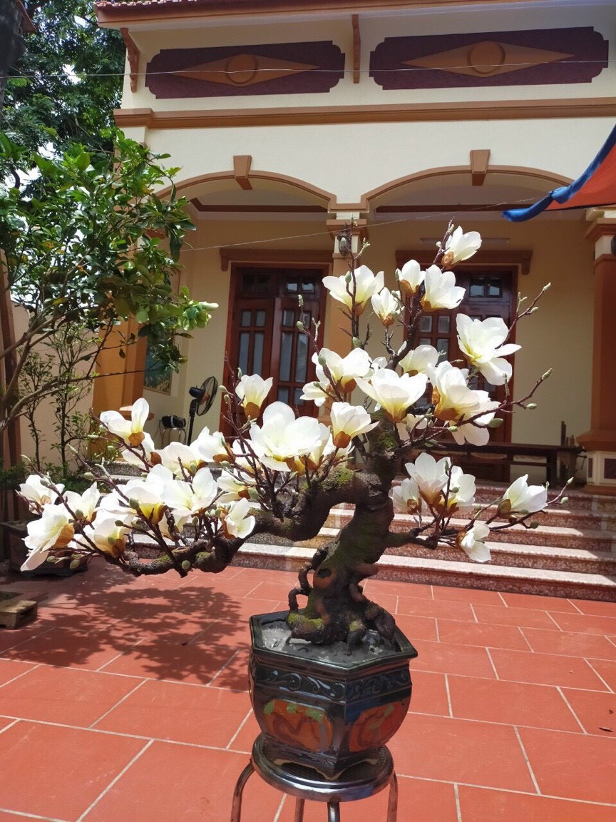 Hoa Giả, Cành Hoa Mộc Lan 5 Bông