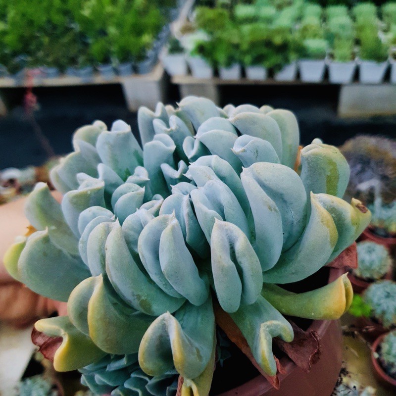 SEN ĐÁ HOA CÚC SIZE LỚN SIÊU KHOẺ ĐẸP LỖI 1 ĐỔI 1