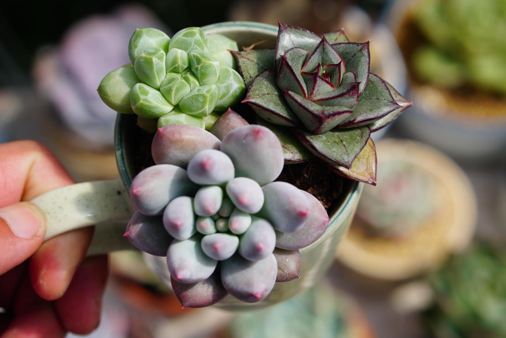 SEN ĐÁ MINI MIX 3 CÂY TRỒNG NGẪU NHIÊN