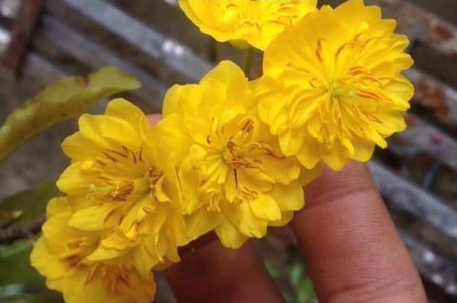 2 Cây Mai Cúc Tân Châu