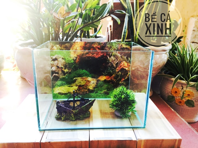 Bể cá 30*20*20 DRC - tặng kèm cây và thức ăn