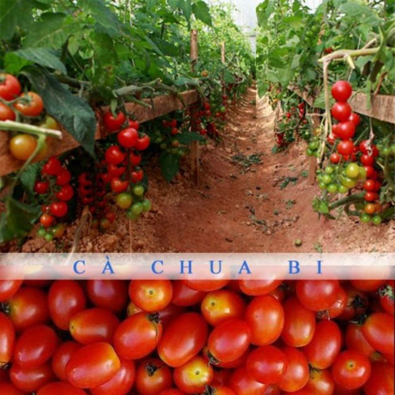MA127 GÓI Hạt giống cà chua bi siêu quả ( 20 hạt)