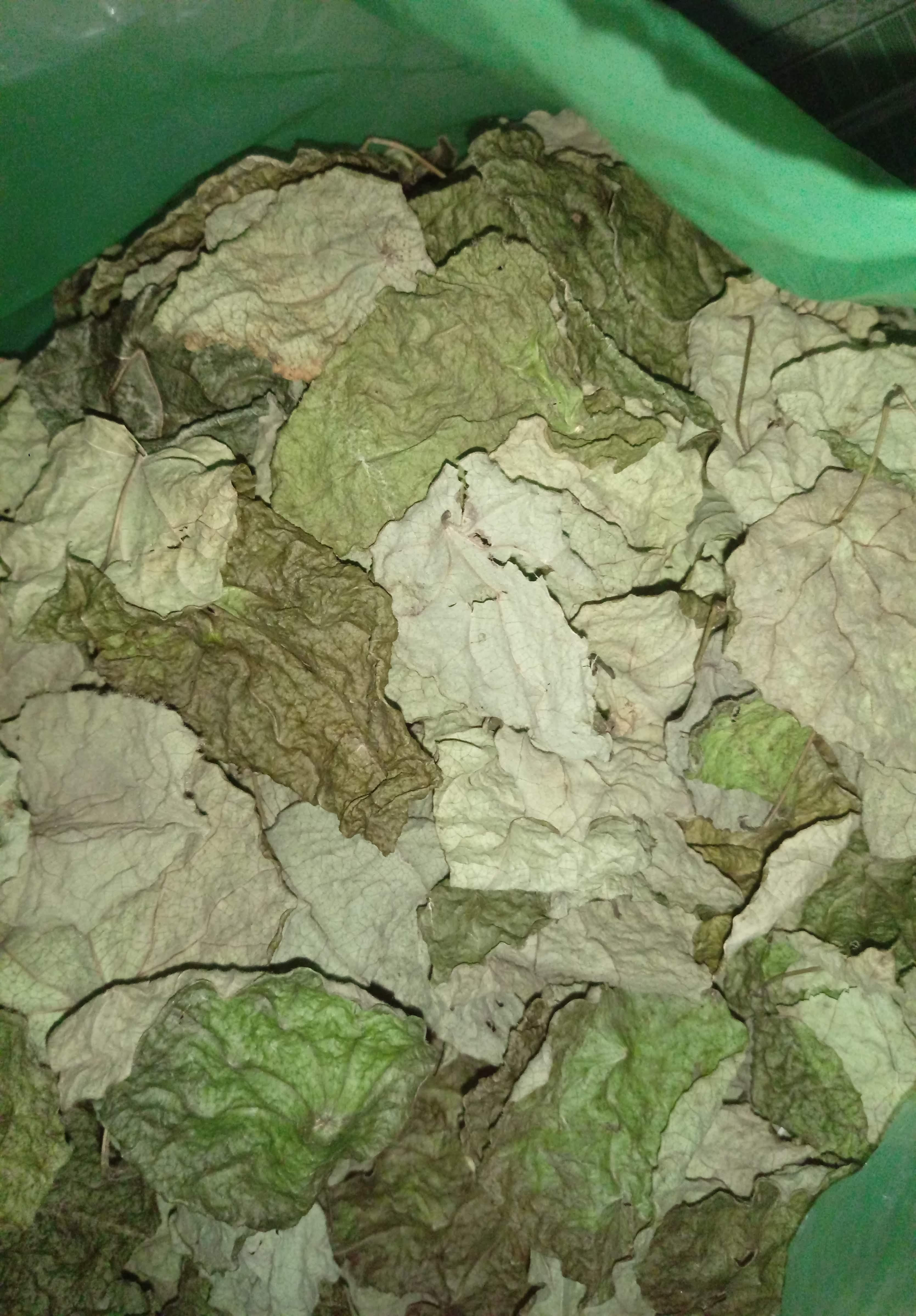 Lá sương sâm lông khô, 100g