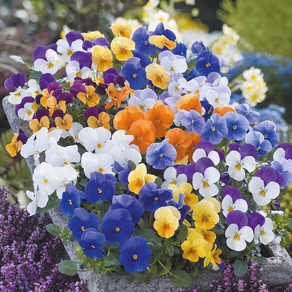 Hạt giống hoa VIOLA TN