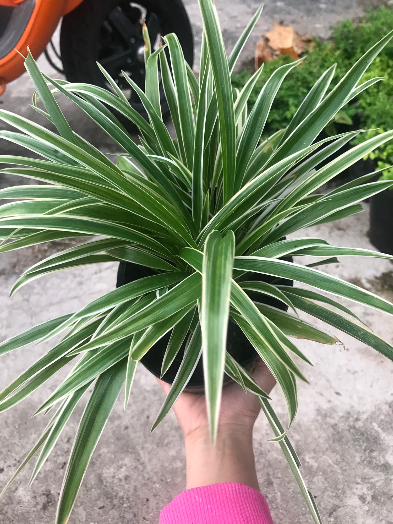 Cỏ lan chi + tặng phân bón cho cây khỏe
