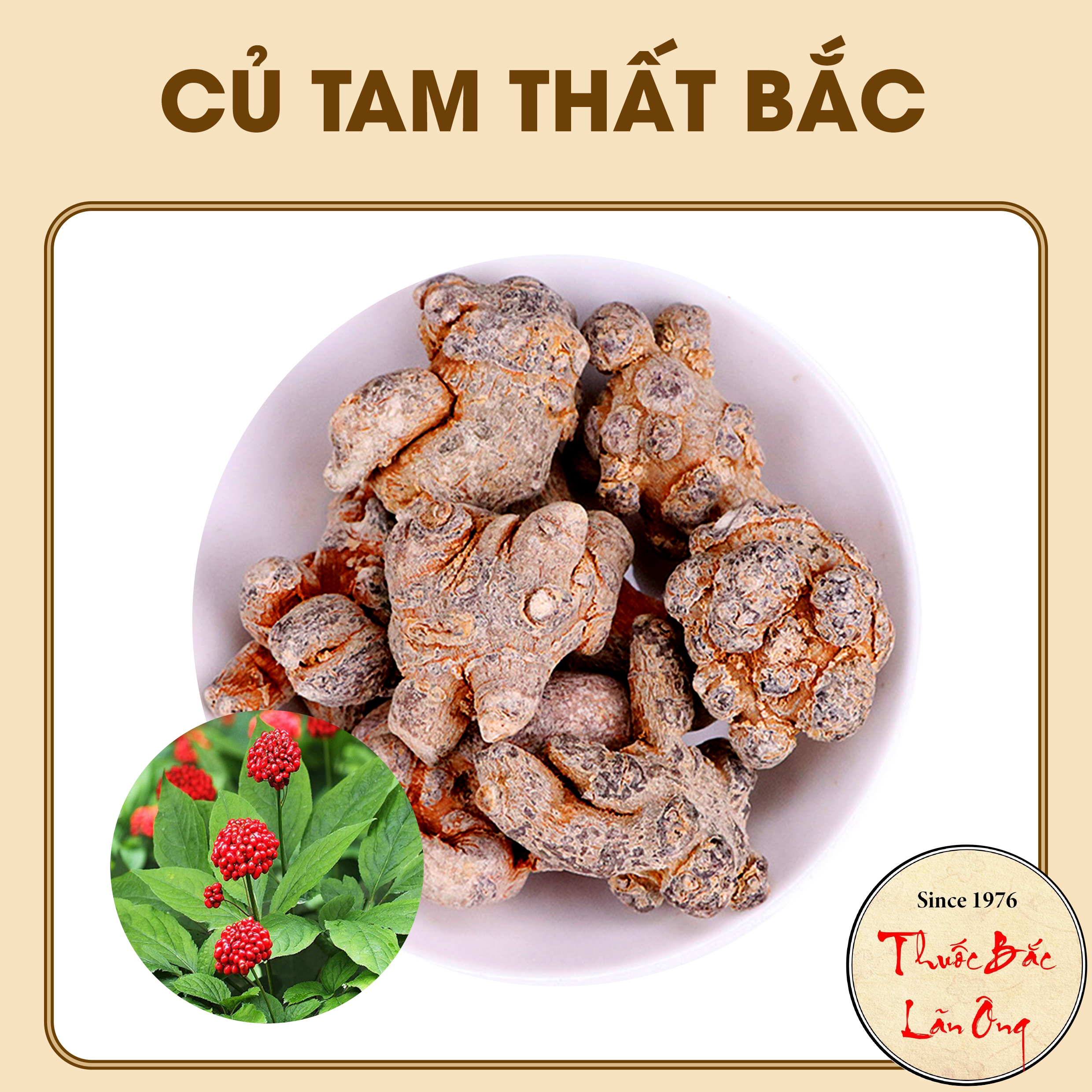 Củ tam thất bắc 100g (Loại to 5 củ/lạng, bồi bổ sức khỏe, tăng cường trí nhớ)