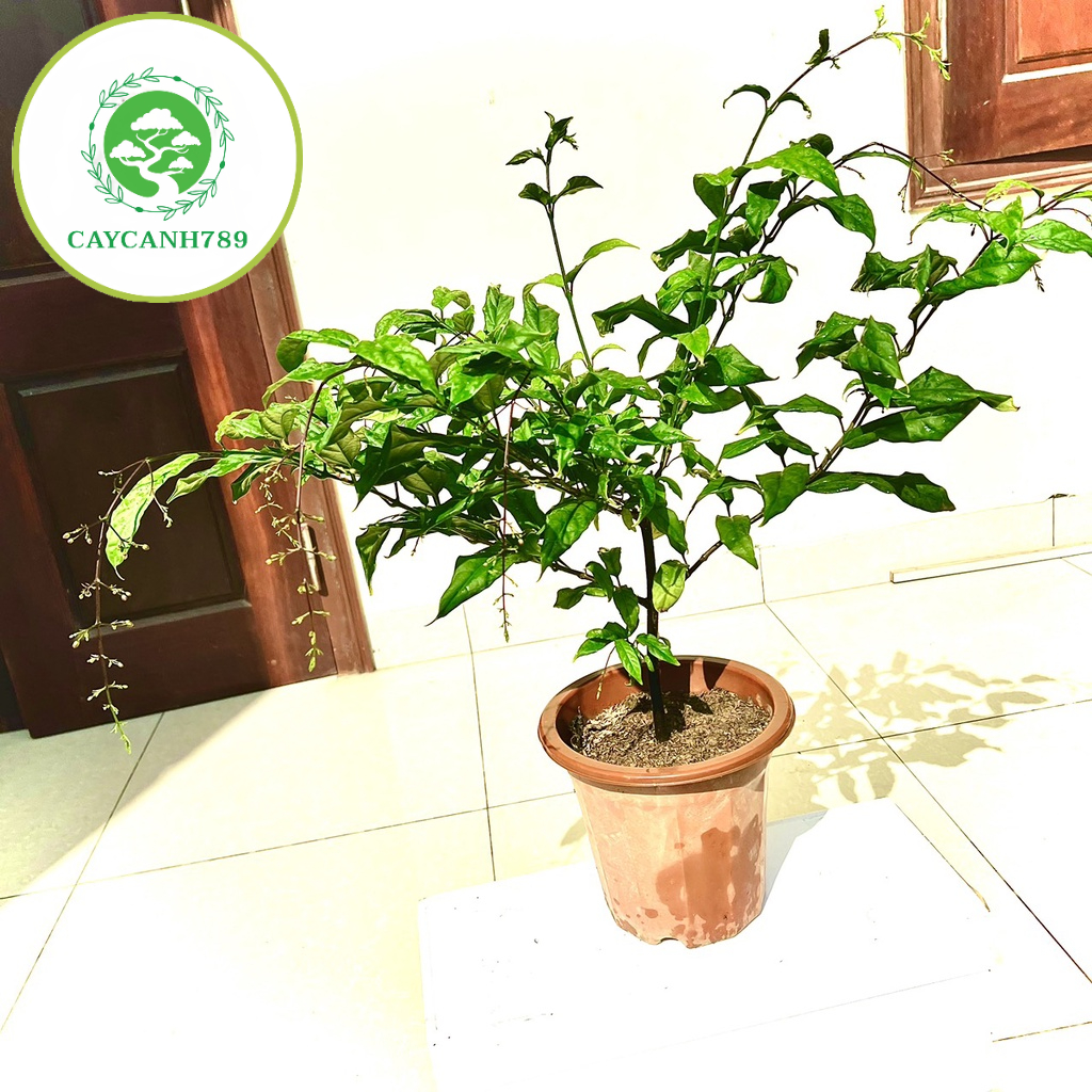 Cây lan bạch dương - Dạ ngọc minh châu cao 70cm hết hoa