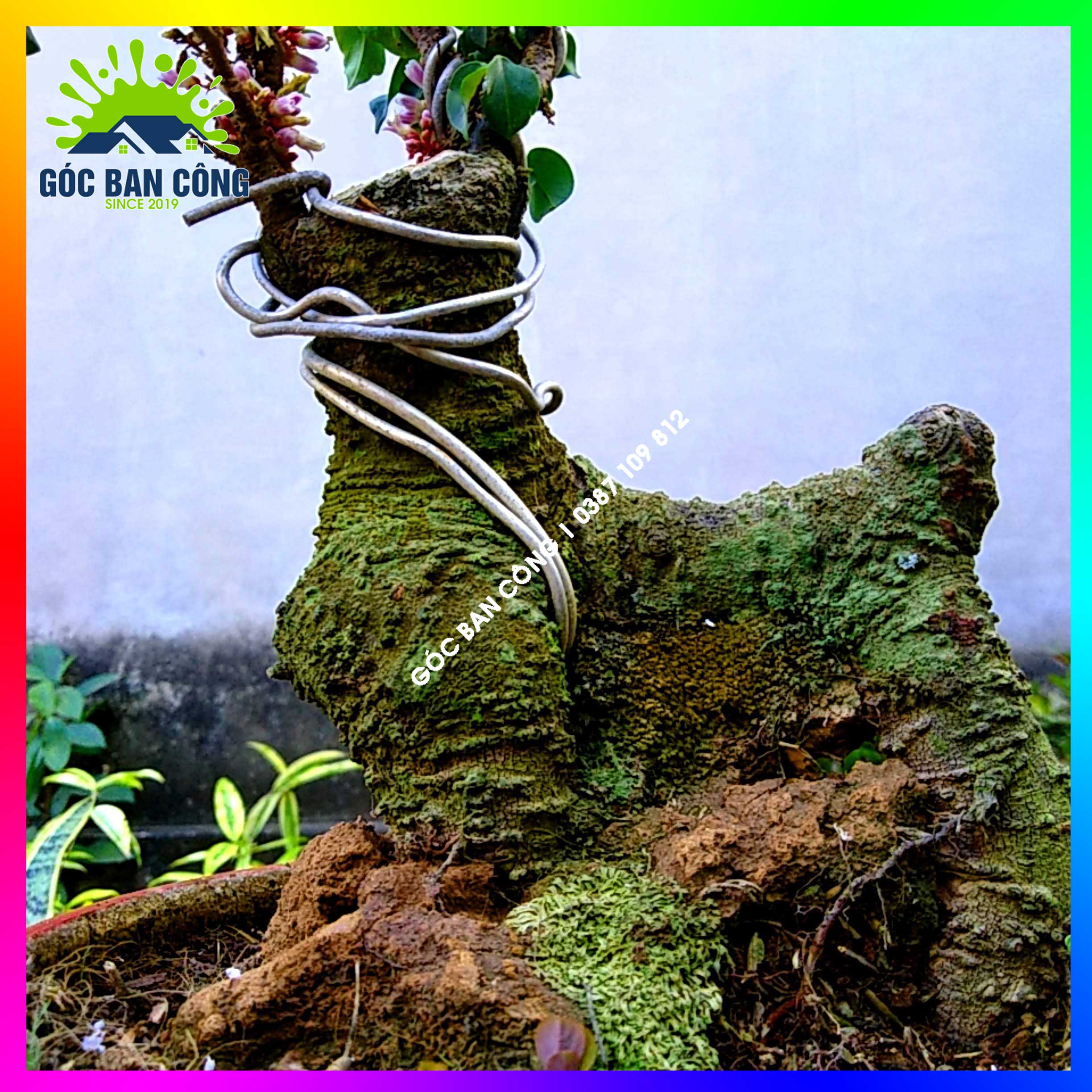 Cây Khế Bonsai Mini Gốc Quái - KBS04