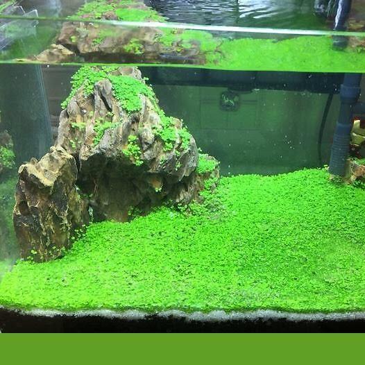 Hạt Giống Trân Châu Lá Nhỏ Thủy Sinh Giúp Trang Trí Bể Cá Tạo Oxi Cho Nước Và Lọc Phân Cá Hiệu Quả - Cây Trân Châu Lá Nhỏ