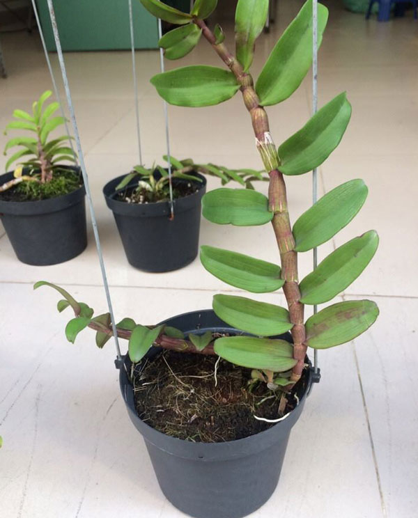 PHI ĐIỆP (GIẢ HẠC) TÍM THÁI gieo hạt hoa  đẹp thơm