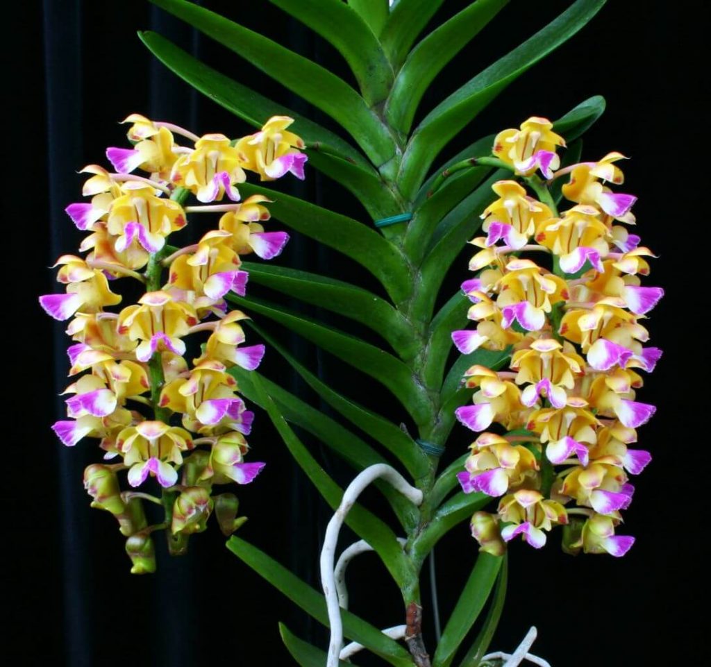Rêu Rừng (NEWZITA) Giá Thể Trồng Phong Lan