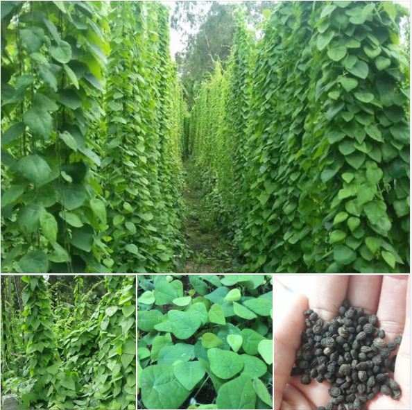 Hạt g.iống cây sương sâm lông -gói 30 hạt