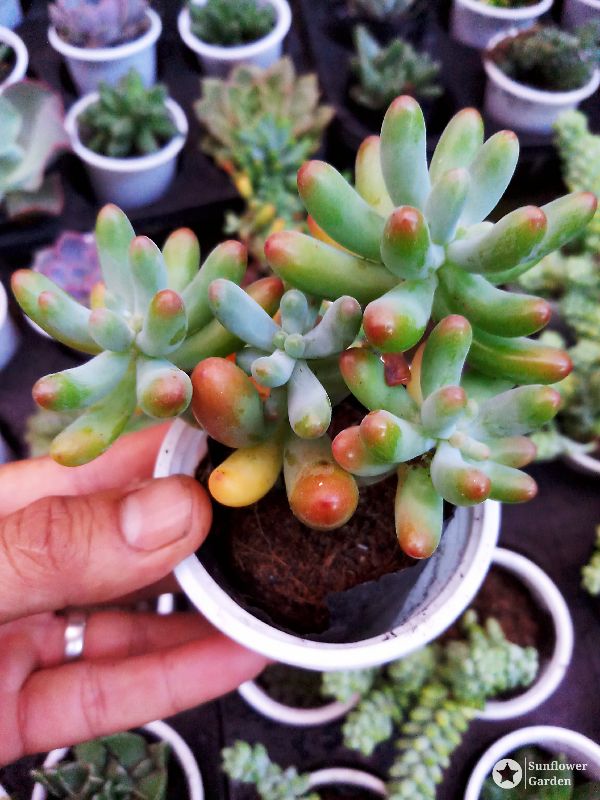 Sen đá thạch ngọc size trung 5-7 cm