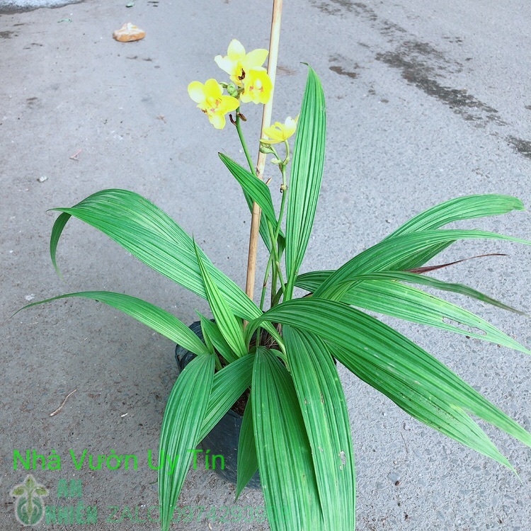 Lan đất có hoa màu vàng