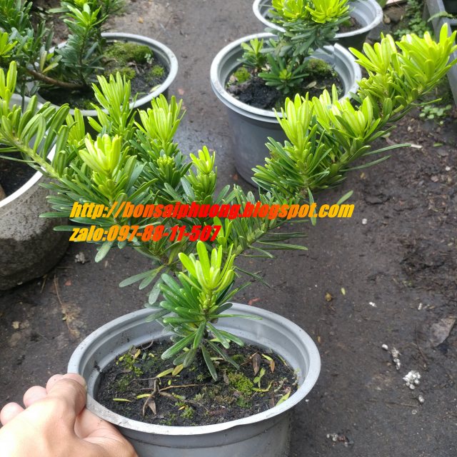 tùng kim cương 27-30cm