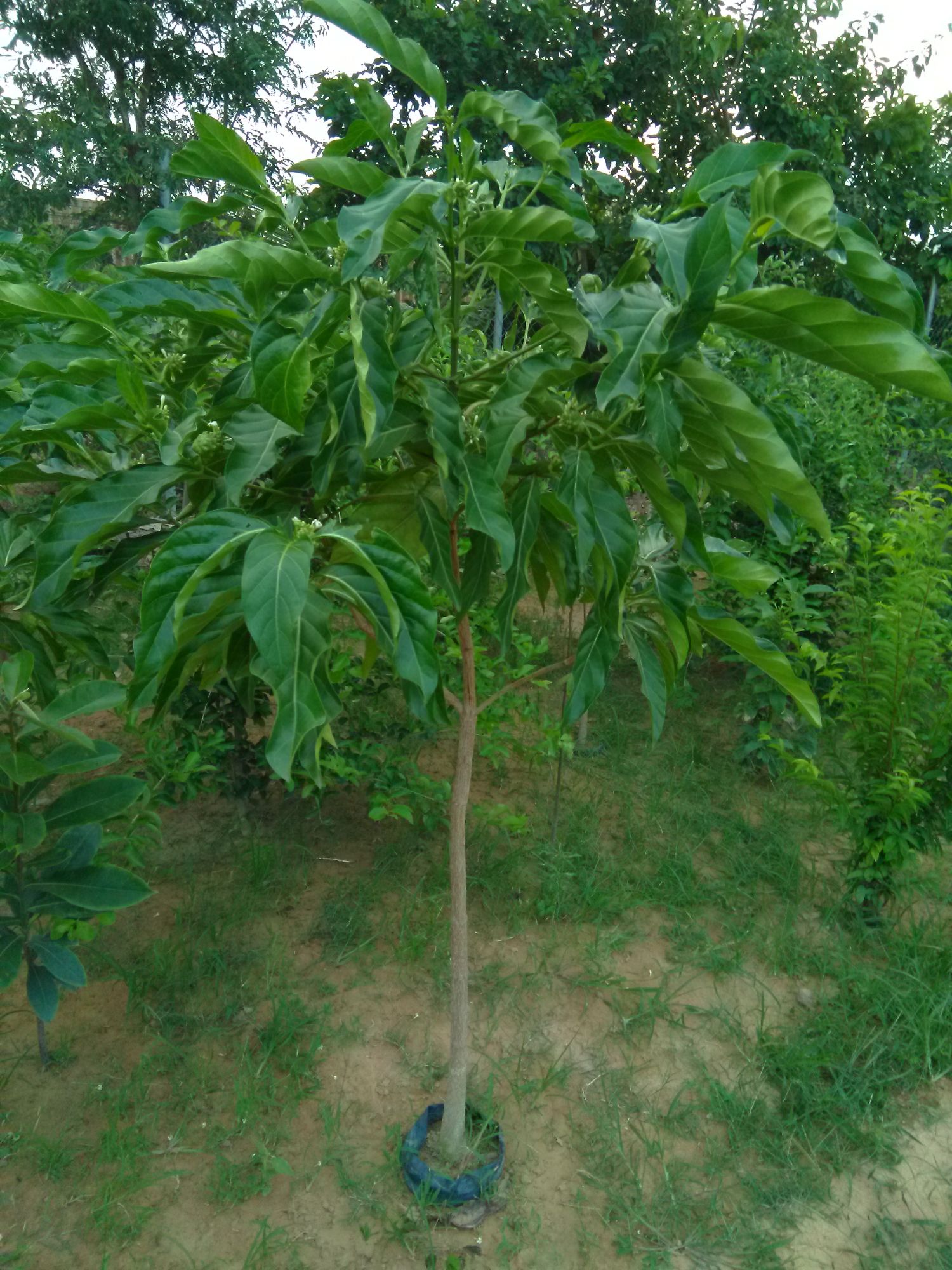 Cây nhàu lớn,  cao khoảng 1.5m