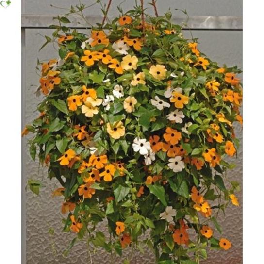 Bộ bơm thay thế bình Dudaco 1 - 2 Lít