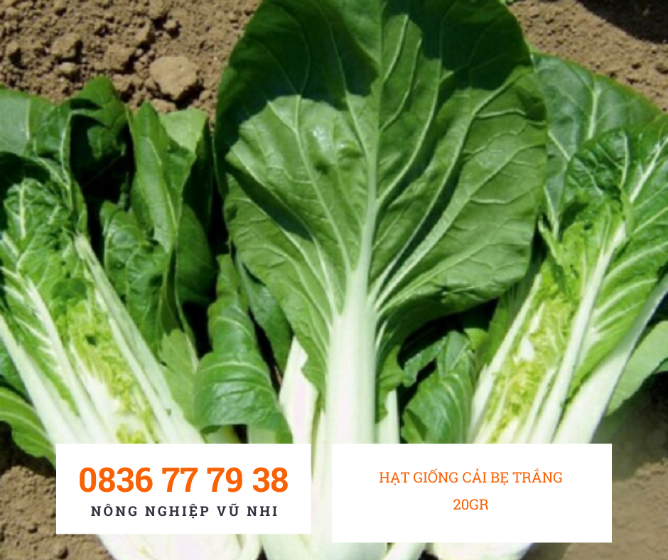 HẠT GIỐNG CẢI BẸ TRẮNG  20gr - hatgiong24h