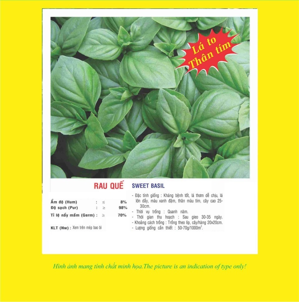 Hạt giống rau quế - húng quế - É quế PSV98 | Phởms Market
