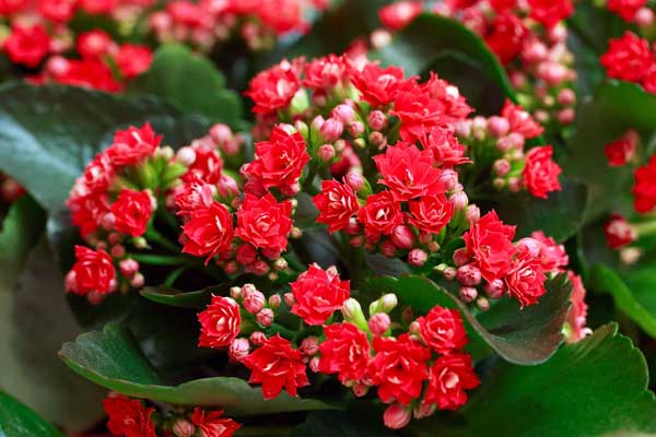 Hạt giống hoa sống đời mix ( tặng phân bón kích mầm ) .