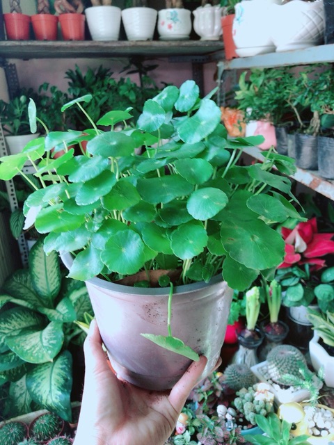 Cỏ Đồng Tiền
