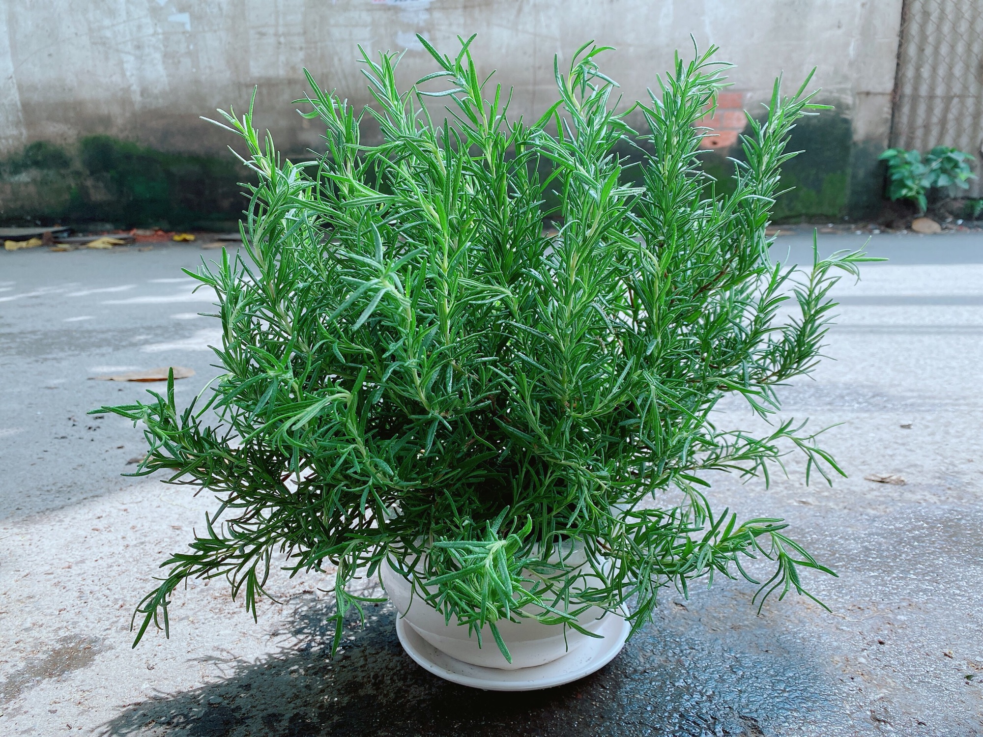 Chậu Hương Thảo Size Đại (Cao 50cm,ngang 40cm)