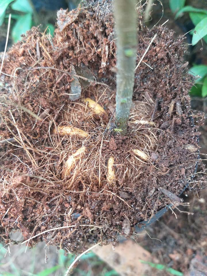 Cây Mai Con Quấn Rễ Trái Bí