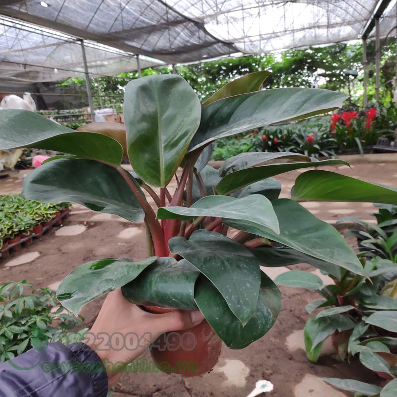 CHẬU CÂY TRẦU BÀ ĐẾ VƯƠNG TÍM( TRẦU BÀ ĐẾ VƯƠNG ĐỎ)- cây nhỏ