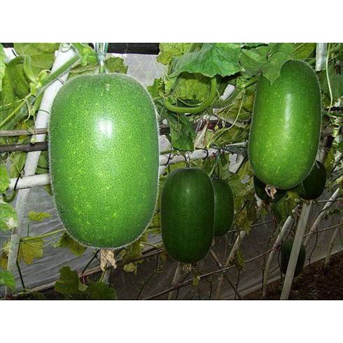 Hạt Giống Bí Xanh Đài Loan - 10 Hạt