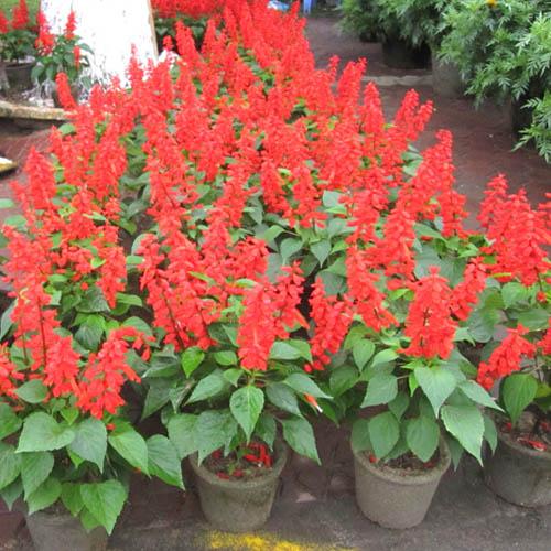 [ SP Mới Về] - Hạt giống hoa xác pháo đỏ  giá rẻ