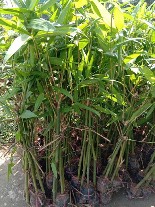 CÂY GIỐNG MĂNG TRE BÁT ĐỘ