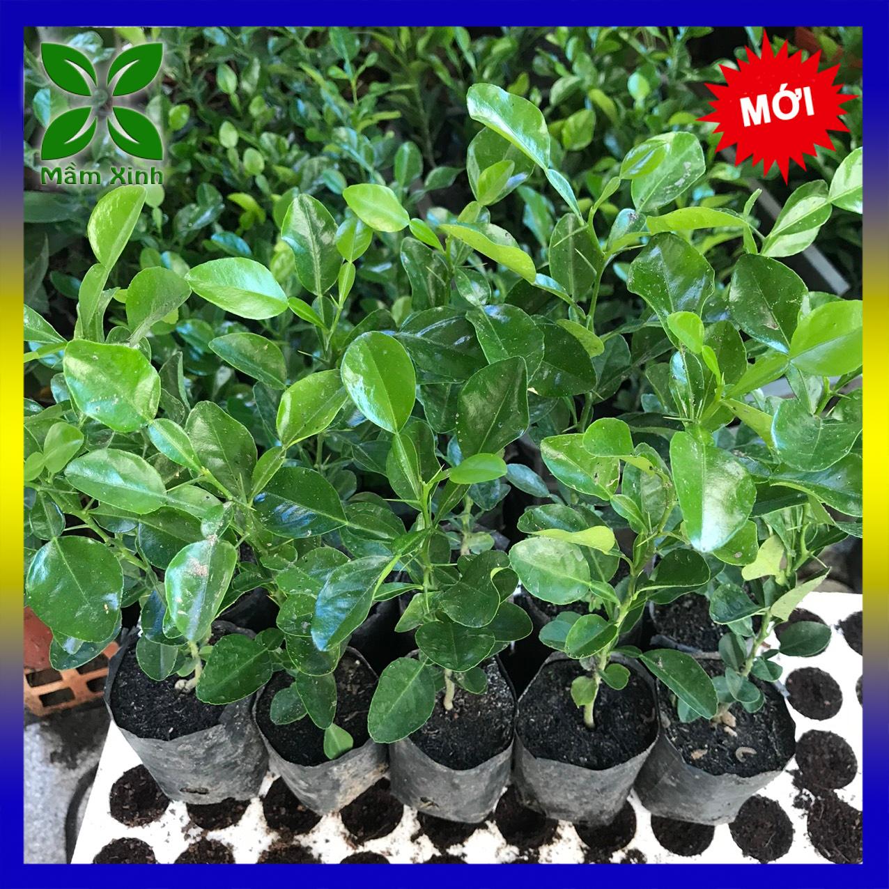 [Ảnh thật] [Combo 10 cây] Cây Chanh Thái, Cây Chúc An Giang